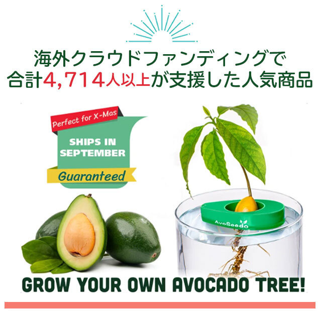 AvoSeedo – Japan Standard